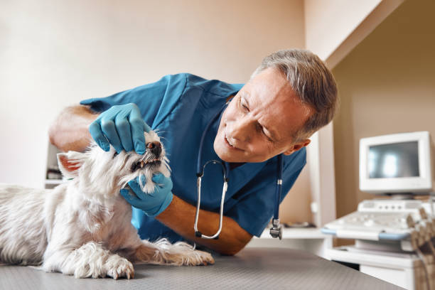 Best Walk-In Dentist Near Me  in Warren Af, WY